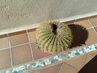 Maceta con plantas suculentas