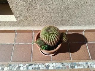 Maceta con plantas suculentas