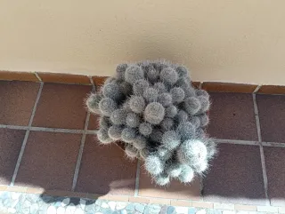 Maceta con plantas suculentas