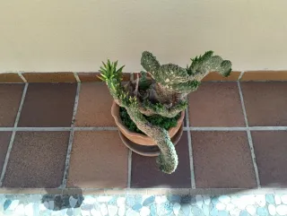 Maceta con plantas suculentas