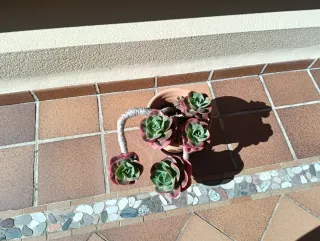 Maceta con plantas suculentas