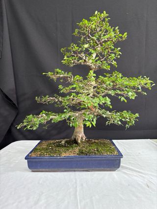 Bonsái Ulmus parvifolia