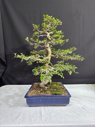 Bonsái Ulmus parvifolia