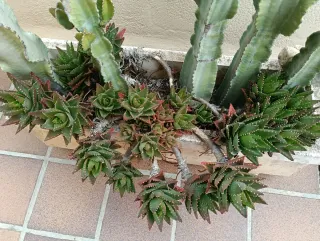 Cactus y Suculentas en Macetero