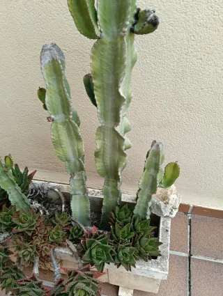 Cactus y Suculentas en Macetero
