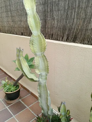 Cactus y Suculentas en Macetero