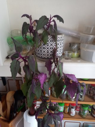 Planta Pasion Purpura