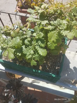 Pre bonsai de roble