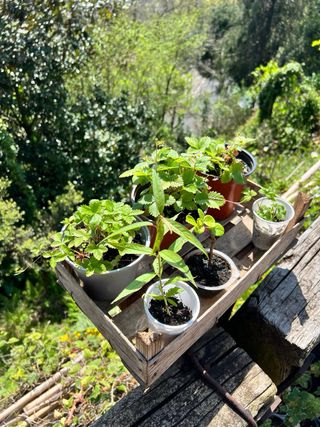 Lote de plantas para María