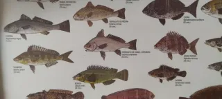 Cuadro Fauna Marina Bahía de Cádiz