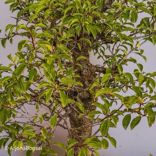 Bonsai Ciruelo Japones