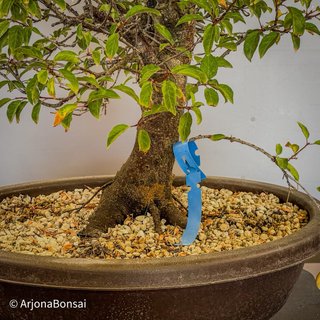 Bonsai Ciruelo Japones