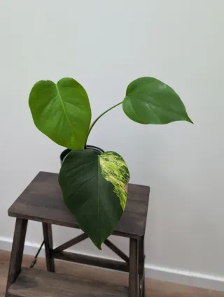 Monstera Aurea