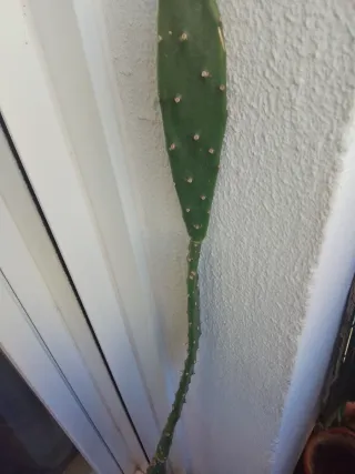 Planta Opuntia