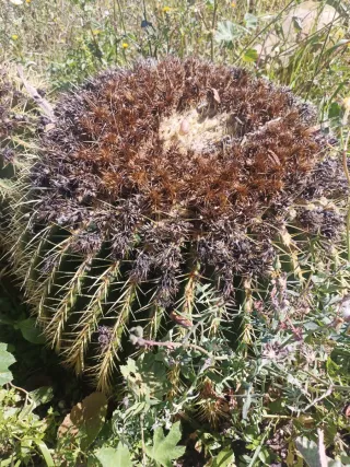 Cactus Asiento de la Reina xxxl