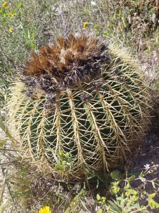 Cactus Asiento de la Reina xxxl