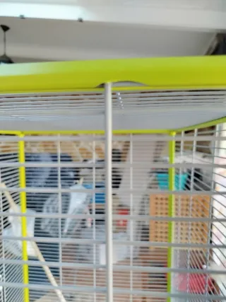 Jaula Voladera Grande