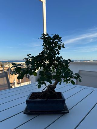 Precioso Bonsái Sageretia de +10 años
