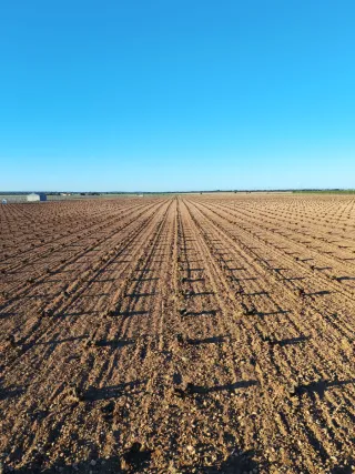 Viña en venta 4'85 hectáreas