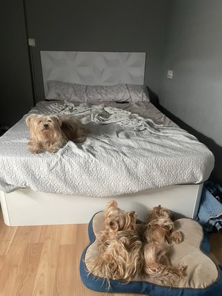 Cuidadora de animales tanto día como noche.