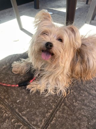 Cuidadora de animales tanto día como noche.