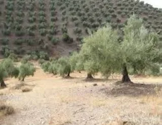 Olivar El Plantío en Badajoz