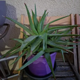 Planta Aloe Vera en Maceta Morada