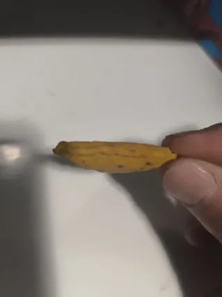 Dorito inflado único