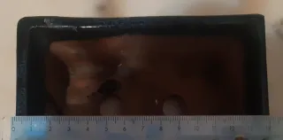 Pre-bonsai esqueje Higuera.