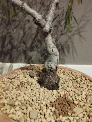 Pre bonsai de almendro