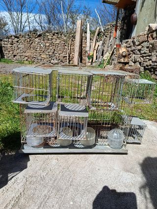 5 Jaulas para pájaros con bebederos y comederos