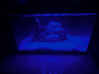 Acuario Marino Nano 48L TMC First Wave