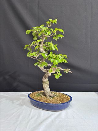 Bonsai Carpe Coreano