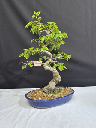 Bonsai Carpe Coreano