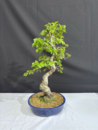 Bonsai Carpe Coreano