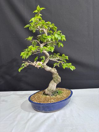Bonsai Carpe Coreano