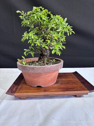 Bonsai Zelkova Nire