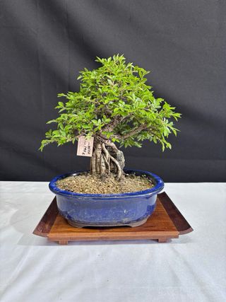 Bonsái Zelkova Nire sobre roca