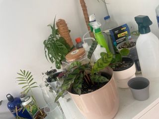 Intercambio esquejes, cormos, alocasias