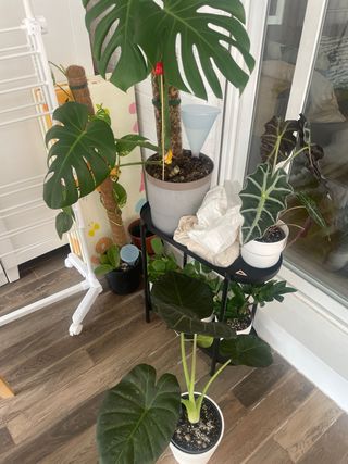 Intercambio esquejes, cormos, alocasias