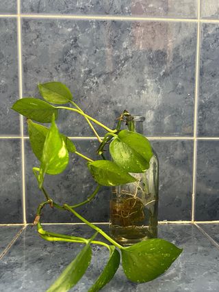 Poto Variegado Planta Interior