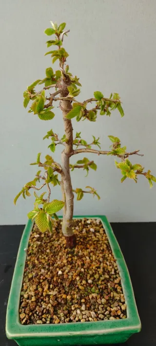 Bonsai Carpe
