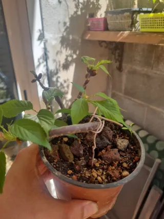 Cerezo japonés sakura