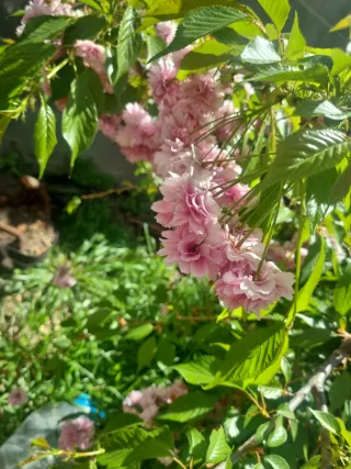 Cerezo japonés sakura