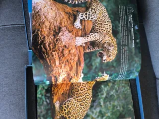 Libro Imprescindibles Animales Sorprendentes y cds