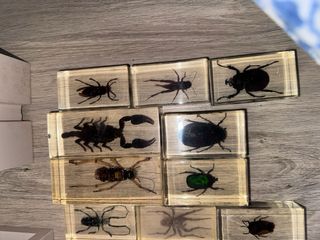 Collezione di insetti in resina