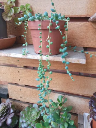 Planta Senecio rowleyanus (Collar de perlas)