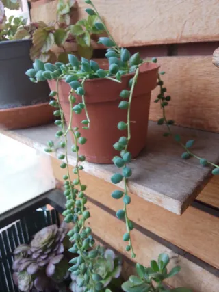Planta Senecio rowleyanus (Collar de perlas)