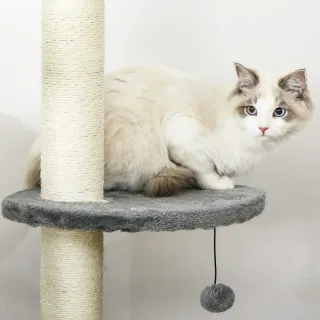 Árbol Rascador para Gatos Fijación Techo