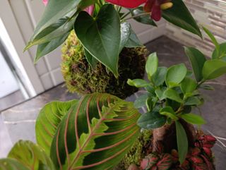 Kokedama planta en musgo